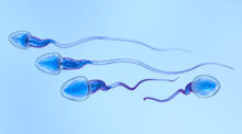 Male Fertility