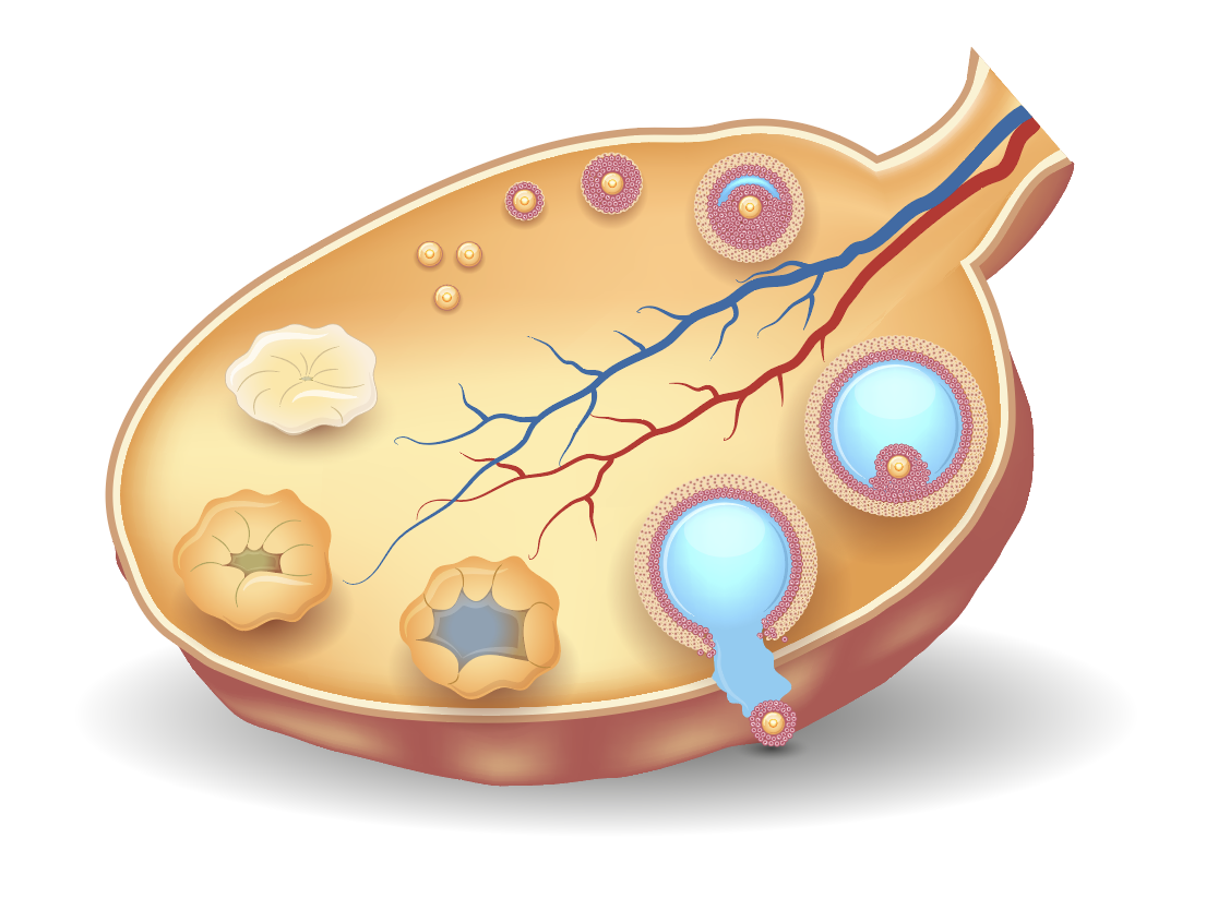 Ovulation Induction